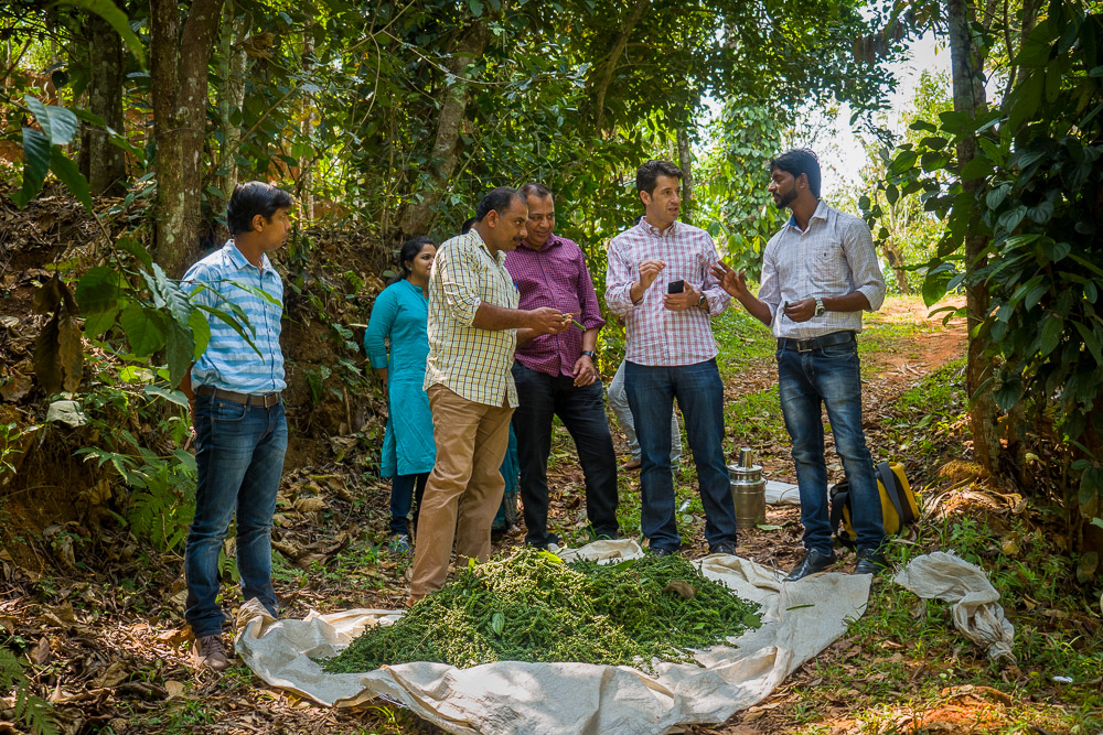 Pepper Harvest Trip • The Pepper Farms • Days 5 & 6 • Wayanad India